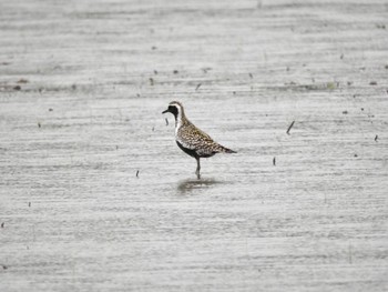 Pacific Golden Plover Watarase Yusuichi (Wetland) Wed, 5/2/2018