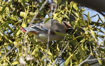 Japanese Waxwing 和歌山城公園 Mon, 2/27/2023