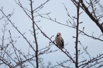 Hawfinch 大室公園 Sun, 2/19/2023