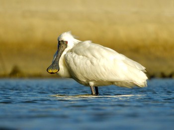 Black-faced Spoonbill 津屋崎干潟 Mon, 2/27/2023