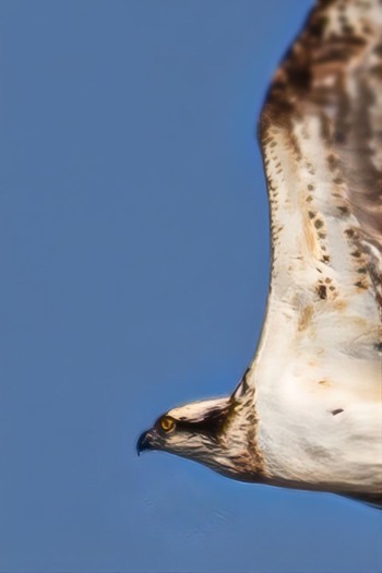 Osprey 山口県 Mon, 2/27/2023