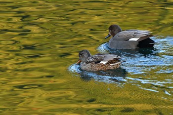 オカヨシガモ 長浜公園 2023年2月27日(月)