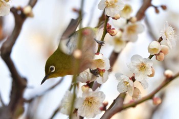 メジロ 長浜公園 2023年2月27日(月)