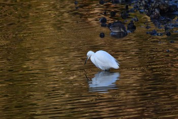 コサギ 長浜公園 2023年2月27日(月)