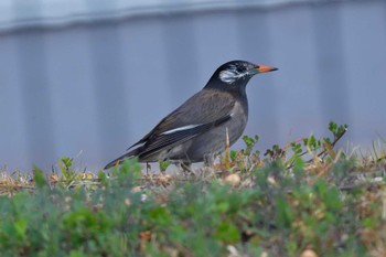 ムクドリ 長浜公園 2023年2月27日(月)