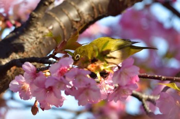 メジロ 場所が不明 2023年2月27日(月)