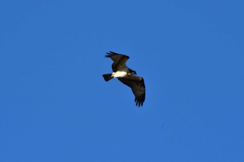 ミサゴ 長浜公園 2023年2月27日(月)