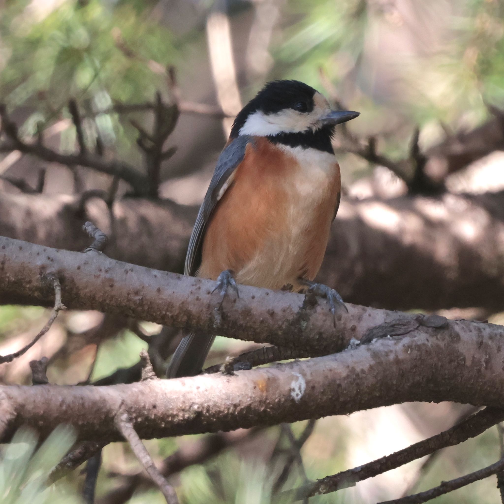 Varied Tit