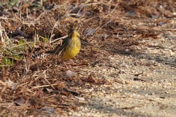 Masked Bunting 倉敷市六間川 Tue, 2/28/2023