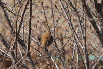 Pale Thrush 倉敷市藤戸町 Tue, 2/28/2023