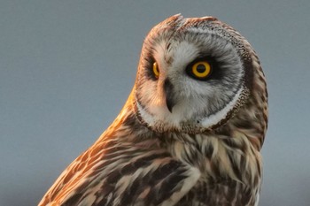 Short-eared Owl 江戸川(三郷) Thu, 2/23/2023