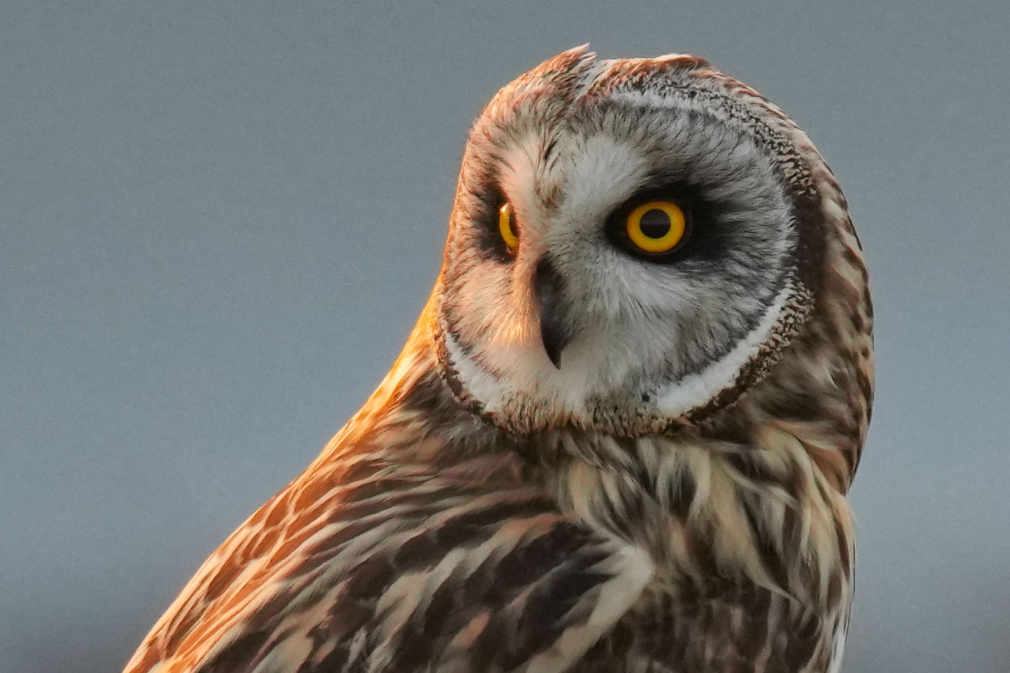 Photo of Short-eared Owl at 江戸川(三郷) by アポちん