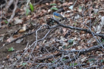 2023年2月27日(月) 薬師池公園の野鳥観察記録