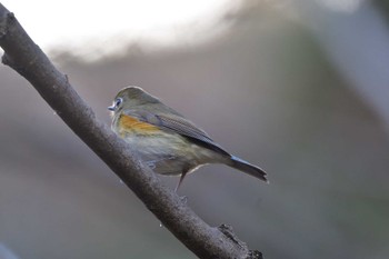 ルリビタキ 薬師池公園 2023年2月27日(月)