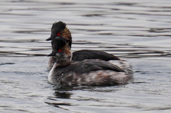 Black-necked Grebe お台場海浜公園 Fri, 2/24/2023