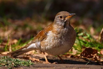 Pale Thrush じゅん菜池緑地(千葉県) Tue, 2/28/2023