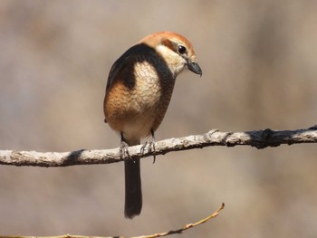 Bull-headed Shrike Kitamoto Nature Observation Park Tue, 2/28/2023