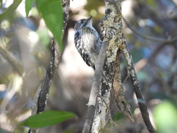 Japanese Pygmy Woodpecker Kitamoto Nature Observation Park Tue, 2/28/2023