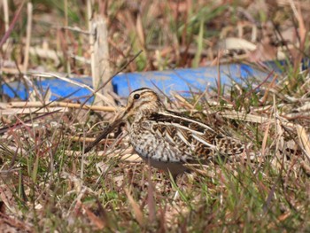 Common Snipe Kitamoto Nature Observation Park Tue, 2/28/2023