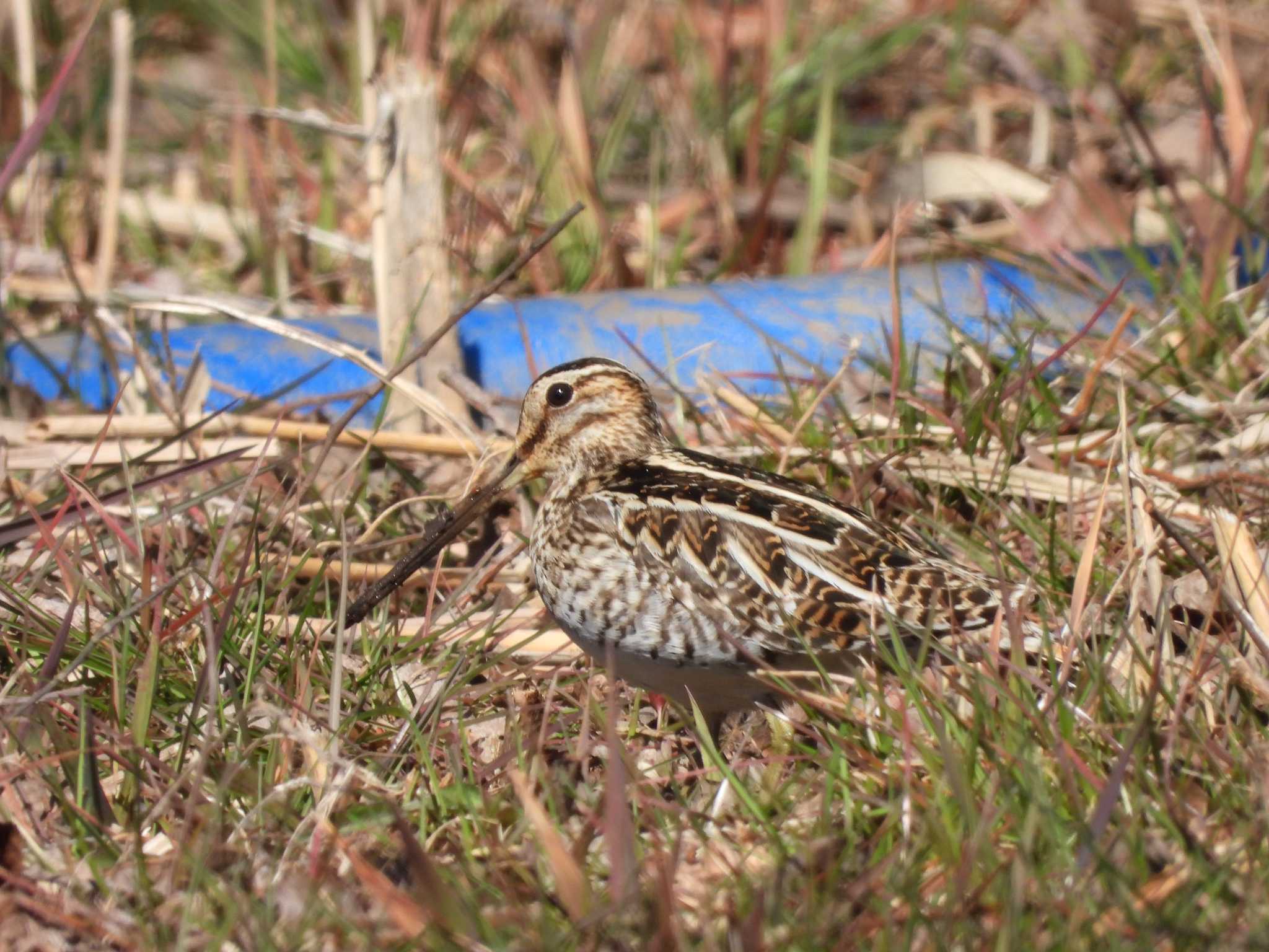 Photo of Common Snipe at Kitamoto Nature Observation Park by おでんだね