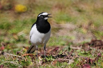 Japanese Wagtail 馬見丘陵公園 Tue, 2/28/2023