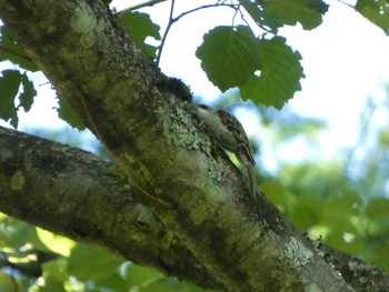 Eurasian Treecreeper 吉田口・馬返(富士山) Fri, 7/1/2022