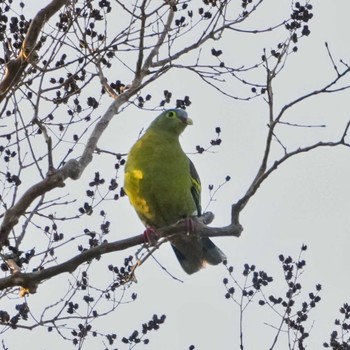 ハシブトアオバト khao ang rue nai wildlife sanctuary 2023年2月20日(月)