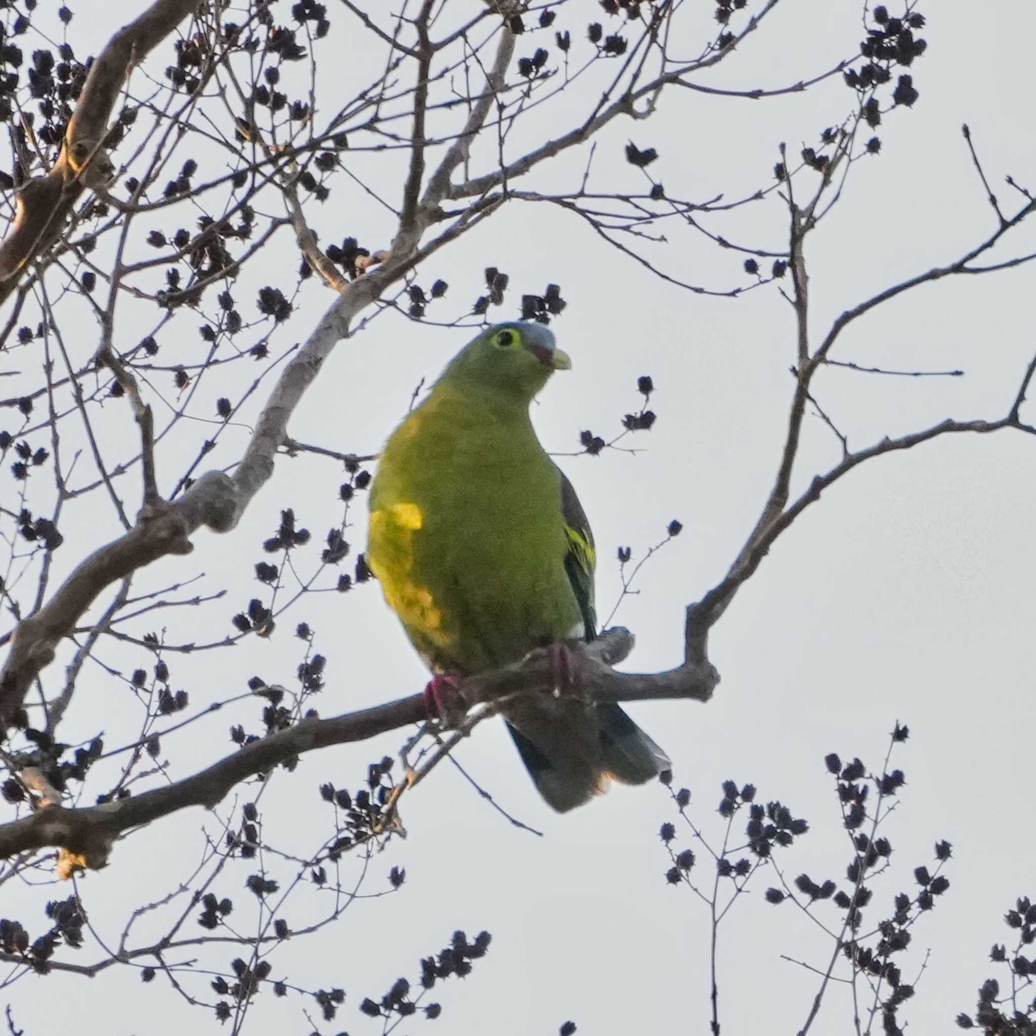 khao ang rue nai wildlife sanctuary ハシブトアオバトの写真 by span265