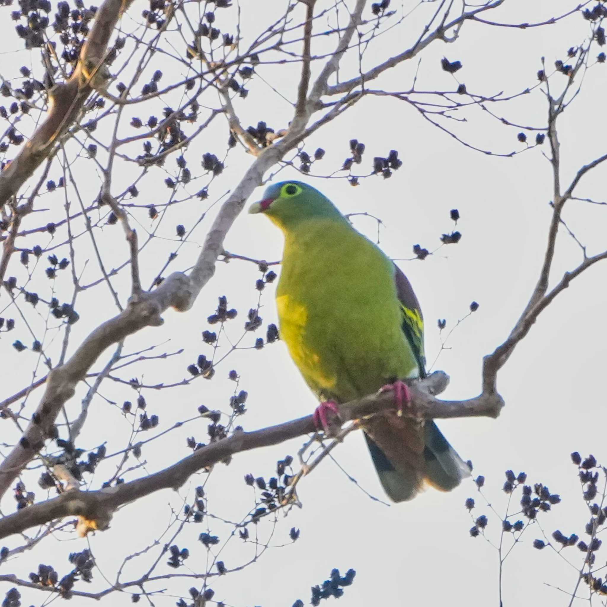 khao ang rue nai wildlife sanctuary ハシブトアオバトの写真 by span265