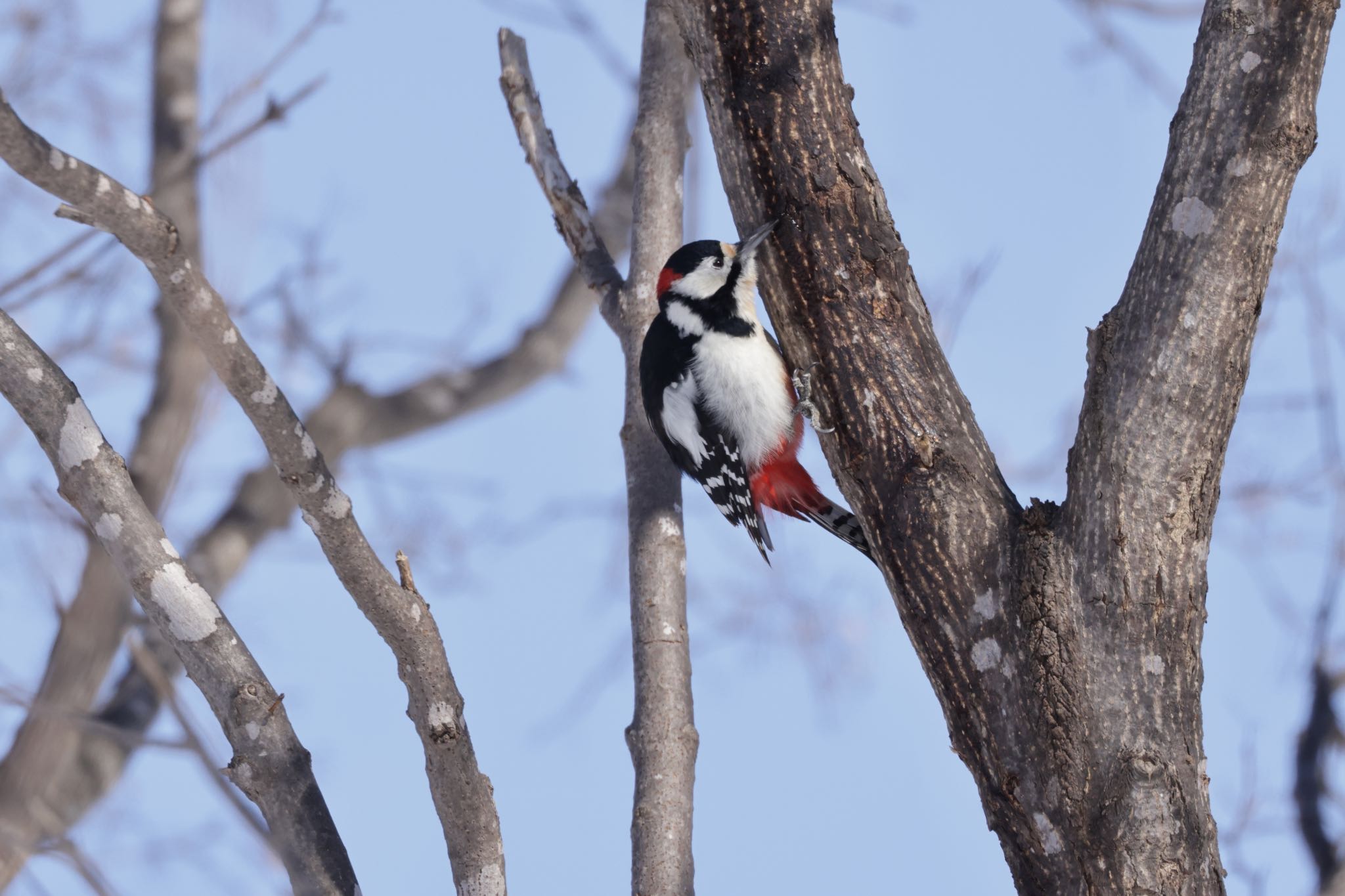 Great Spotted Woodpecker(japonicus)