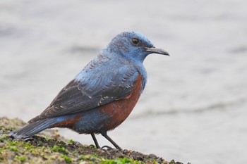 Blue Rock Thrush お台場海浜公園 Fri, 2/24/2023