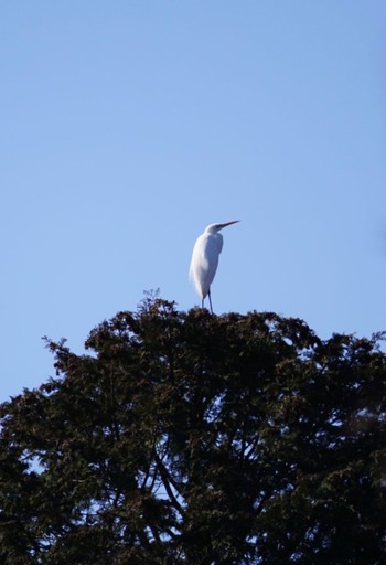 Great Egret 宍塚大池 Tue, 2/28/2023