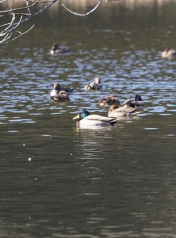 Mallard 宍塚大池 Tue, 2/28/2023