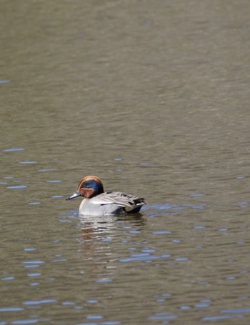 Eurasian Teal 宍塚大池 Tue, 2/28/2023