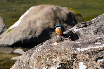 2023年2月28日(火) 平成榛原子供のもり公園の野鳥観察記録