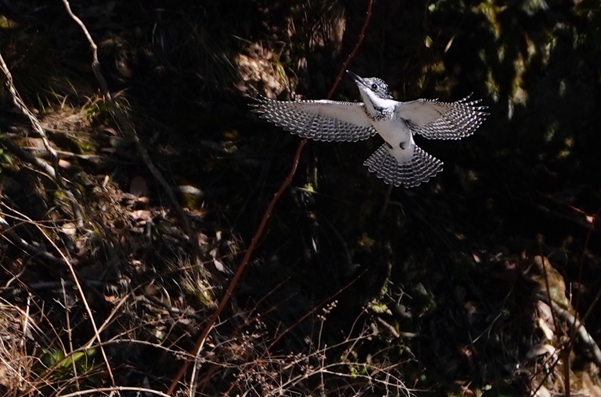 Crested Kingfisher