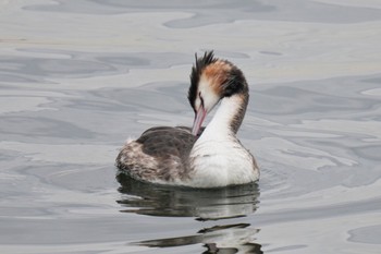 Great Crested Grebe お台場海浜公園 Fri, 2/24/2023