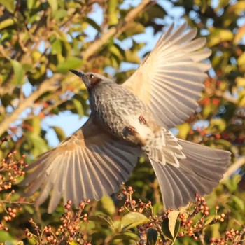 Brown-eared Bulbul 勅使池(豊明市) Tue, 2/28/2023