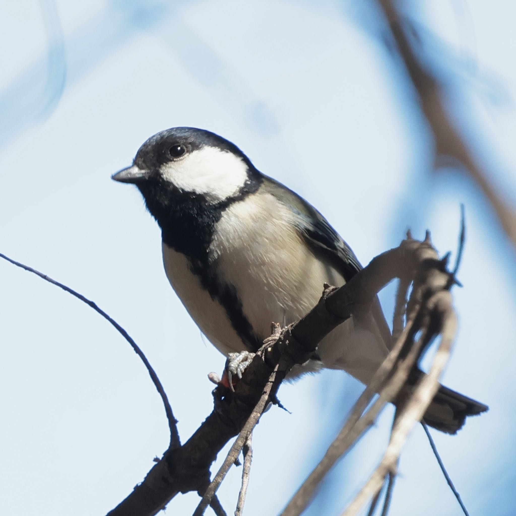 Japanese Tit