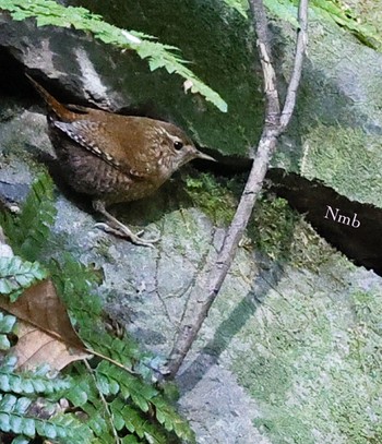 Eurasian Wren Unknown Spots Unknown Date