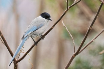 Azure-winged Magpie お台場海浜公園 Fri, 2/24/2023