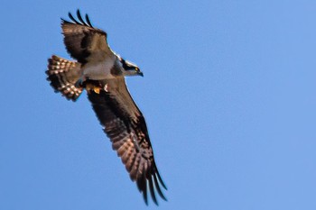 Osprey 山口県 Tue, 2/28/2023