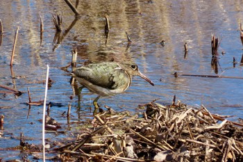 2023年2月26日(日) 水元公園の野鳥観察記録