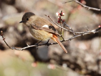 Daurian Redstart 南濃町 Sun, 2/26/2023