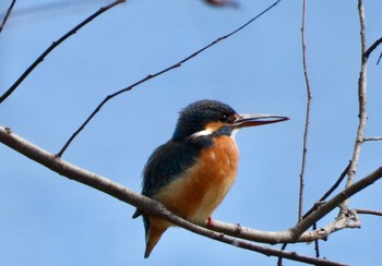 Common Kingfisher 南濃町 Sun, 2/26/2023