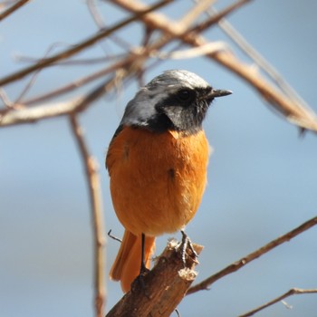 Daurian Redstart 南濃町 Sun, 2/26/2023