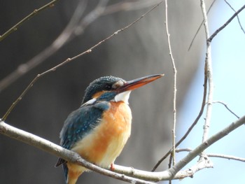 Common Kingfisher 南濃町 Sun, 2/26/2023