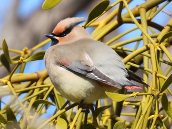 Japanese Waxwing 南濃町 Sun, 2/26/2023