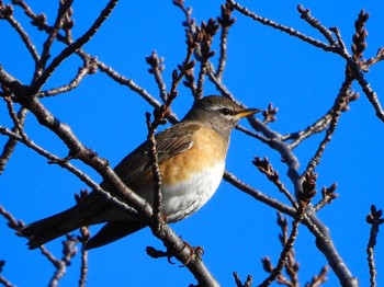 Tue, 2/28/2023 Birding report at マイフィールドa