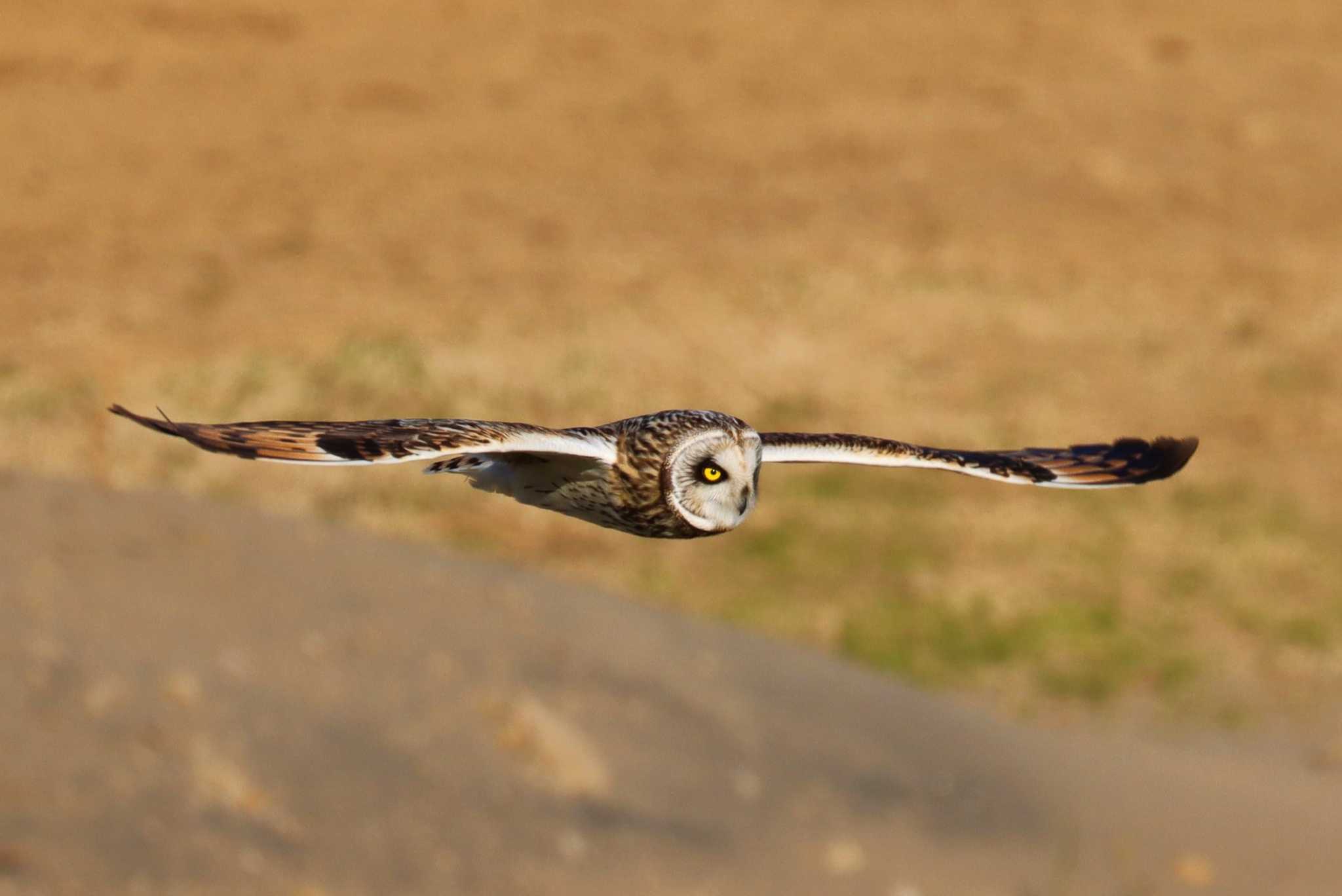 Photo of Short-eared Owl at 江戸川 by らうんでる